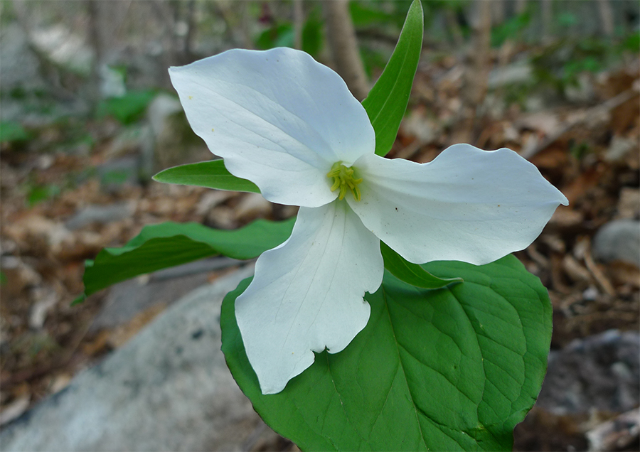 Spring Means Wildflowers in the Adirondack Park